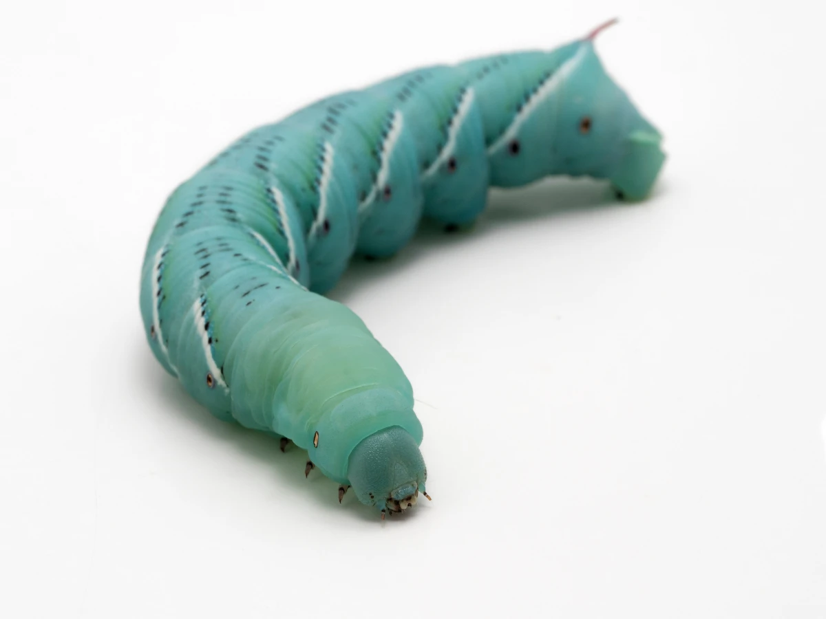 Hornworms for Bearded Dragons
