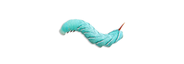 HORNWORMS