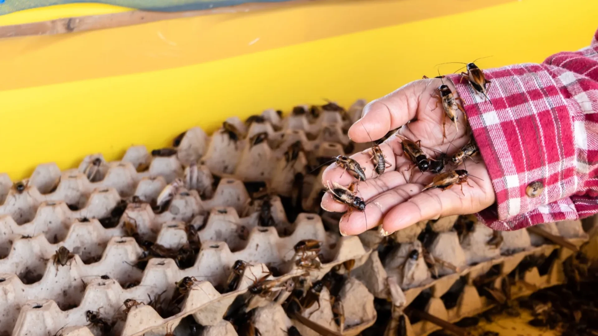 Live Crickets and Mealworms