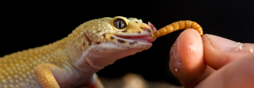 Mealworms Life-Cycle Classroom Project Kit