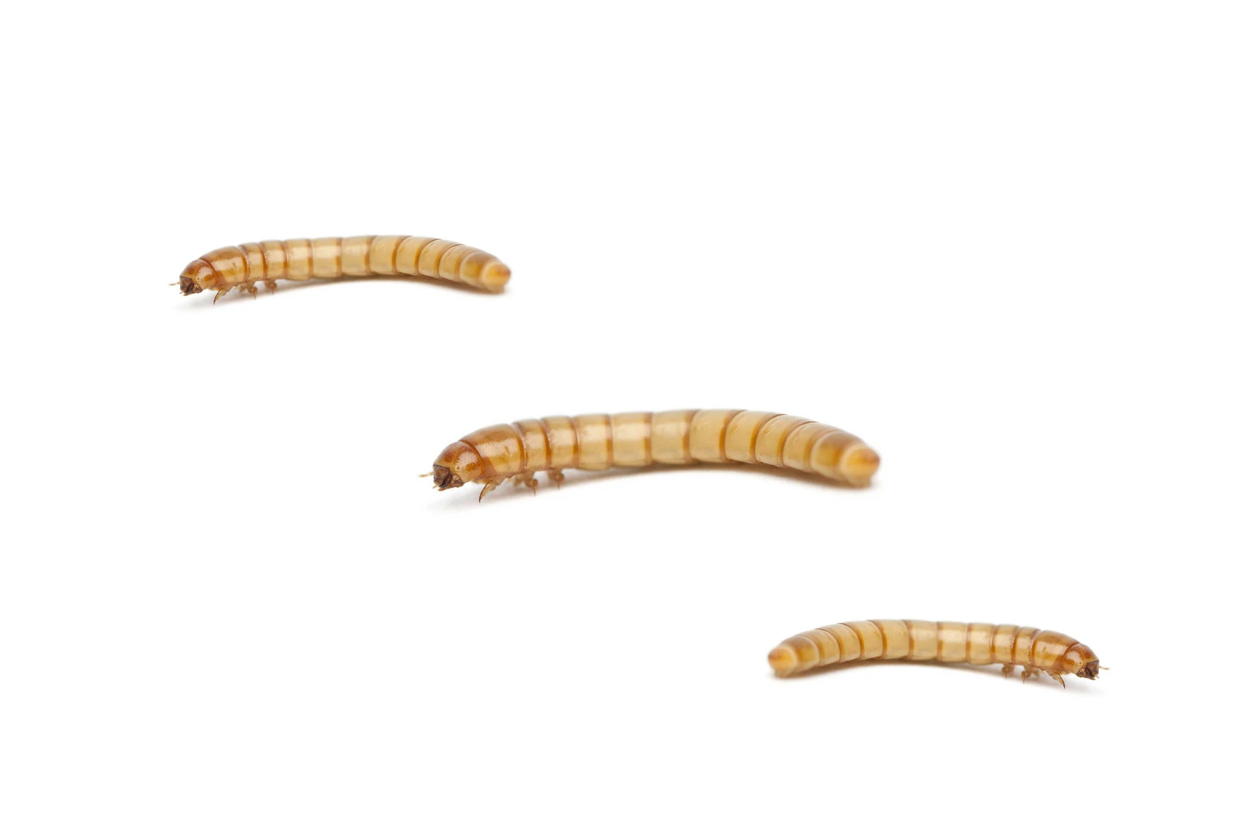 Mealworm Sizing
