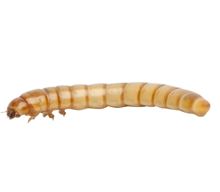 Mealworms