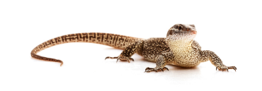 Reptiles