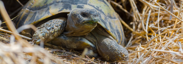 The Difference Between UVA and UVB for Reptile Lightning