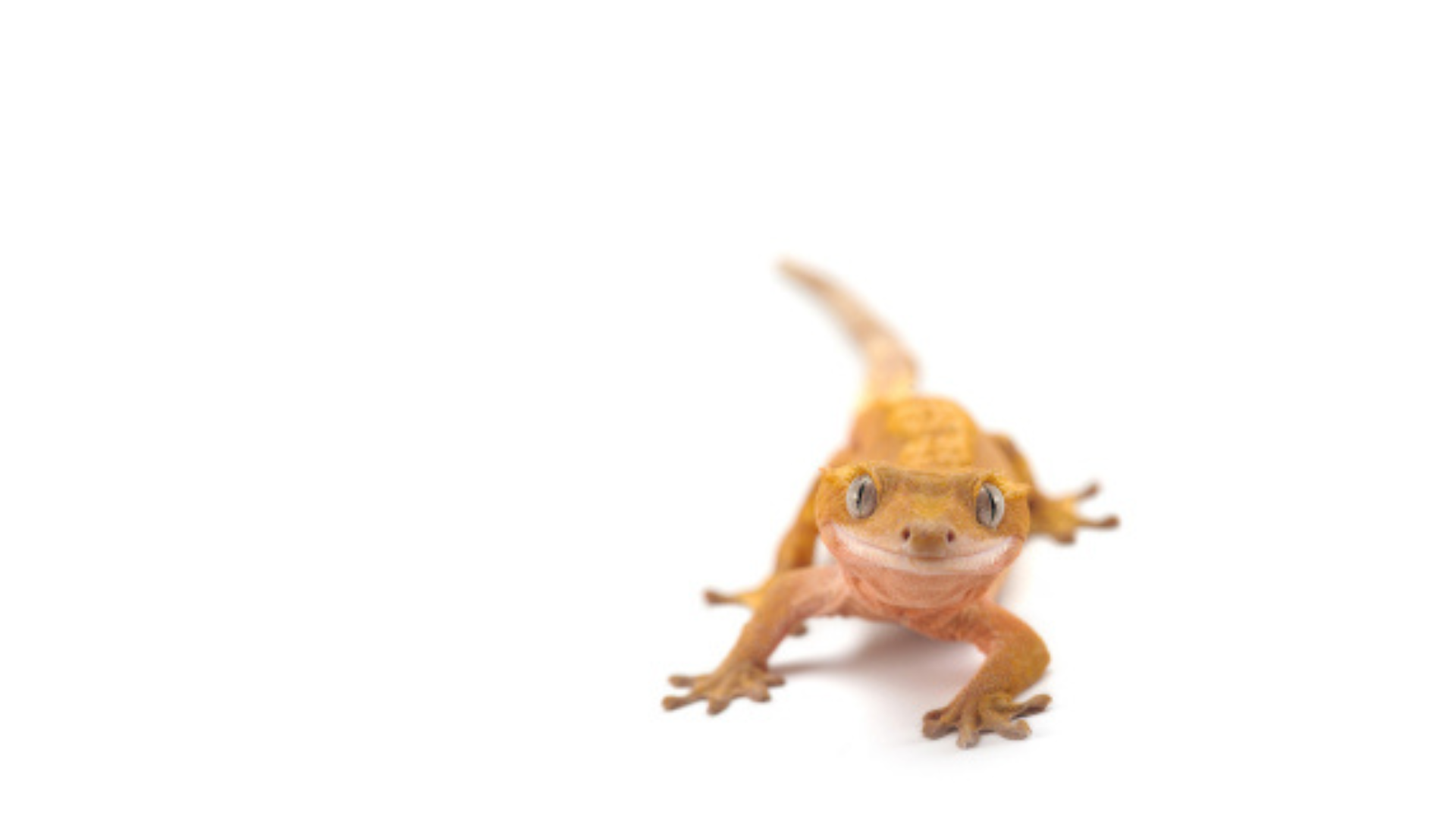 Reptile Education
