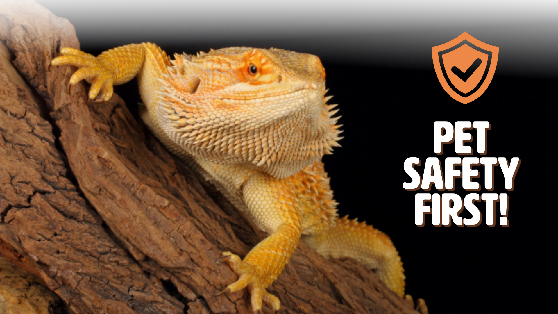 Reptile Preparedness Kit