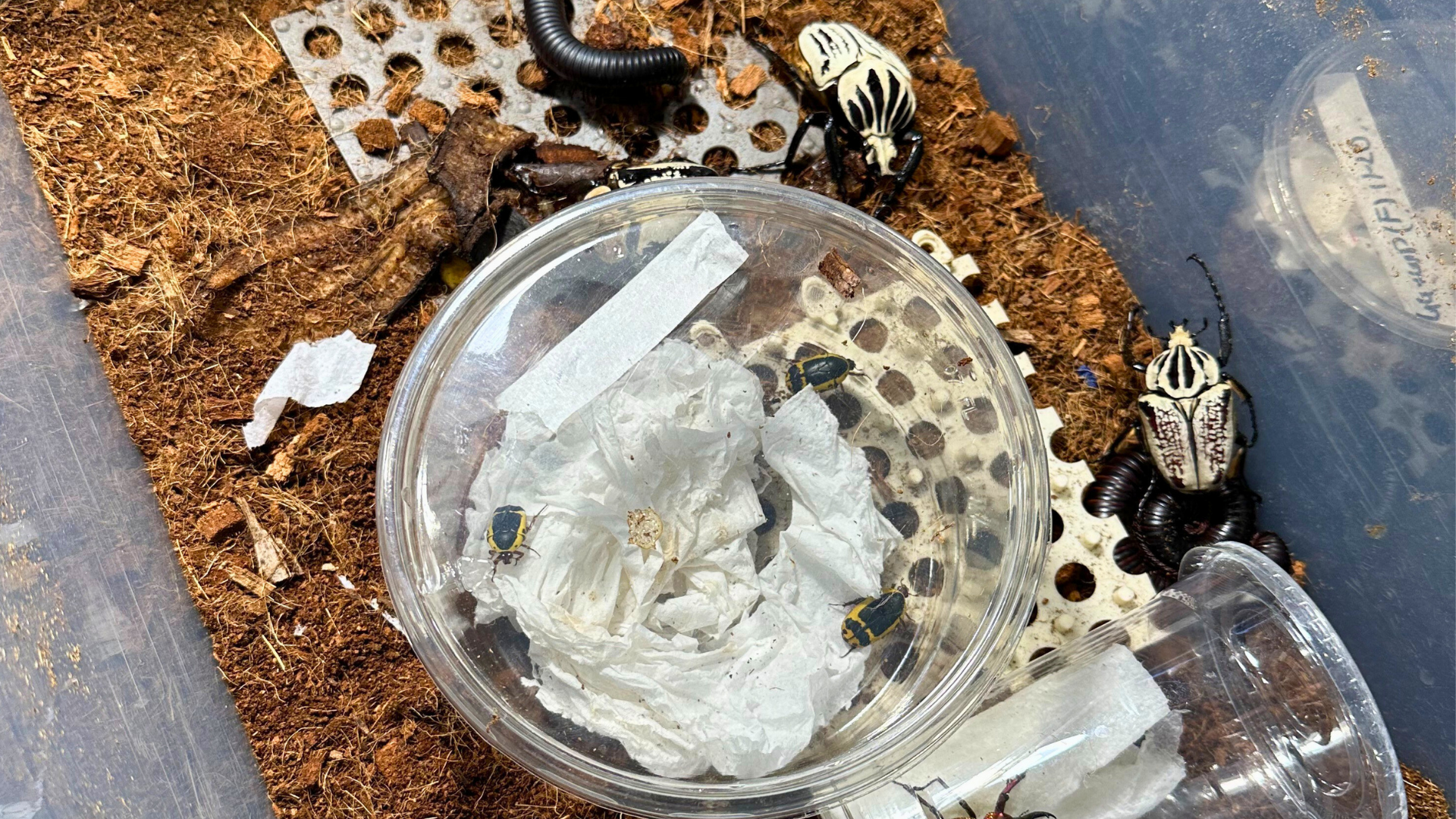 Reptile Super Show 2026