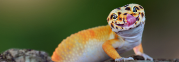 Leopard Gecko 