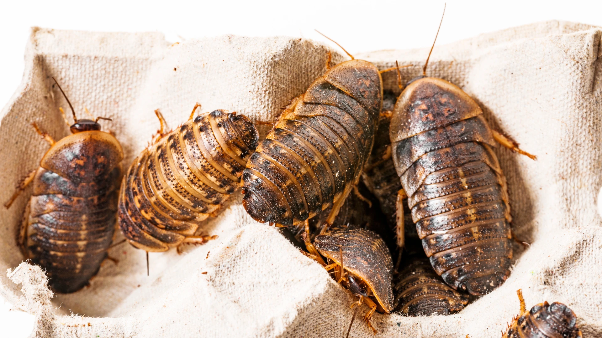 Dubia Roaches Myths Debunked