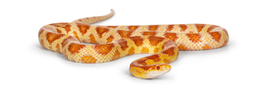 Snakes