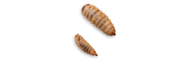 SOLDIERWORMS