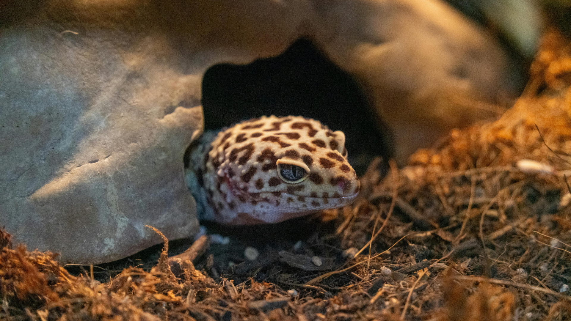 Stepping Into Brumation: A Seasonal Guide for Reptile Keepers