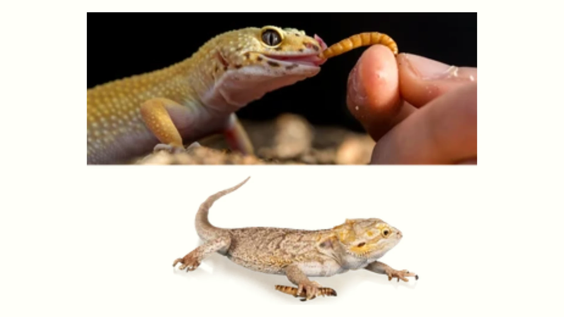 Superworms vs. Mealworms