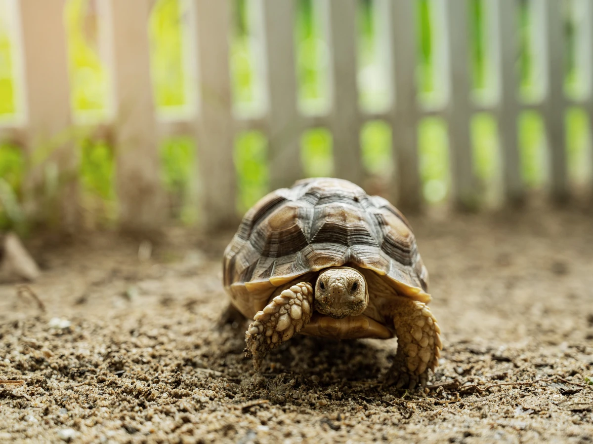 Tortoise Diet