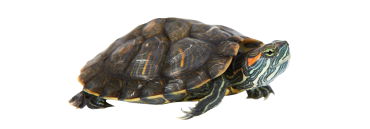 Turtles