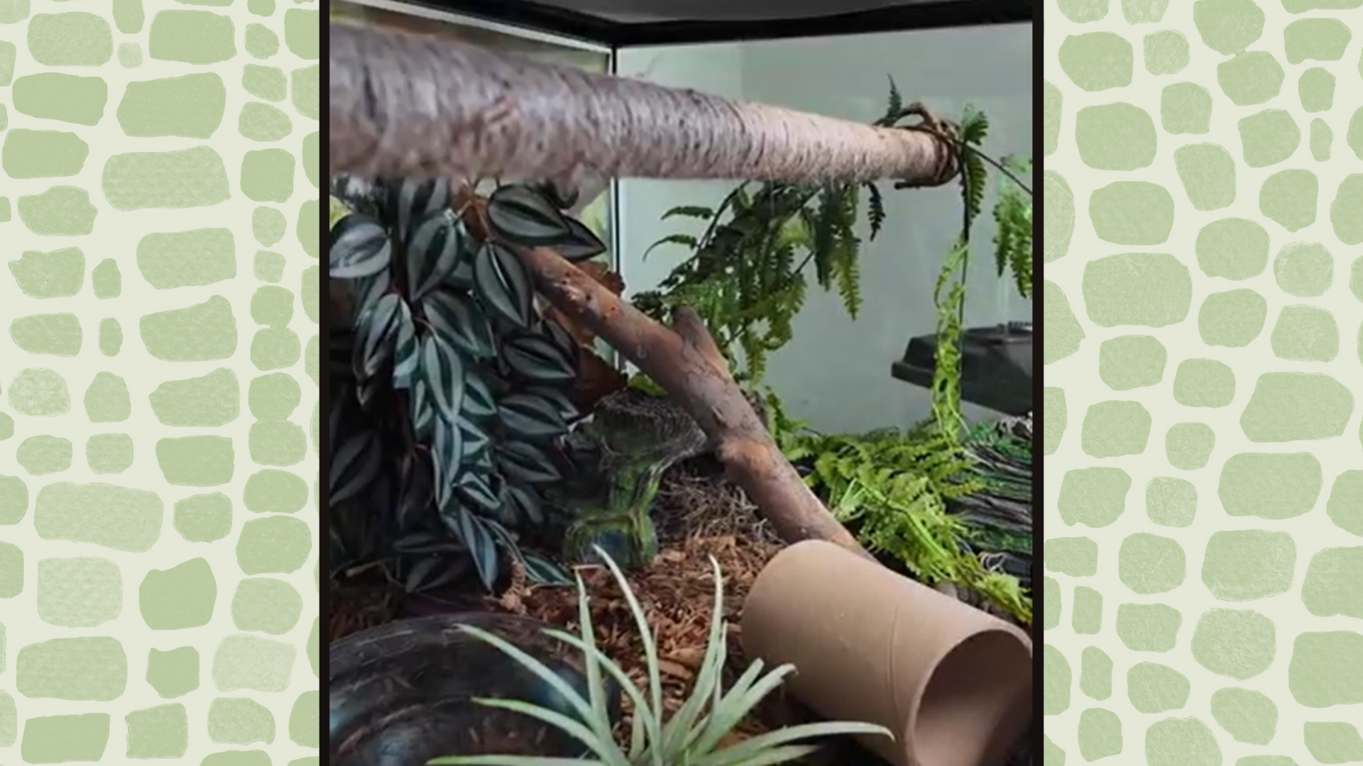 Why Enrichment Matters: Creating Environments Where Reptiles Thrive