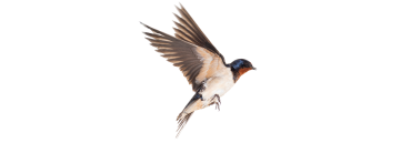 Wild Birds