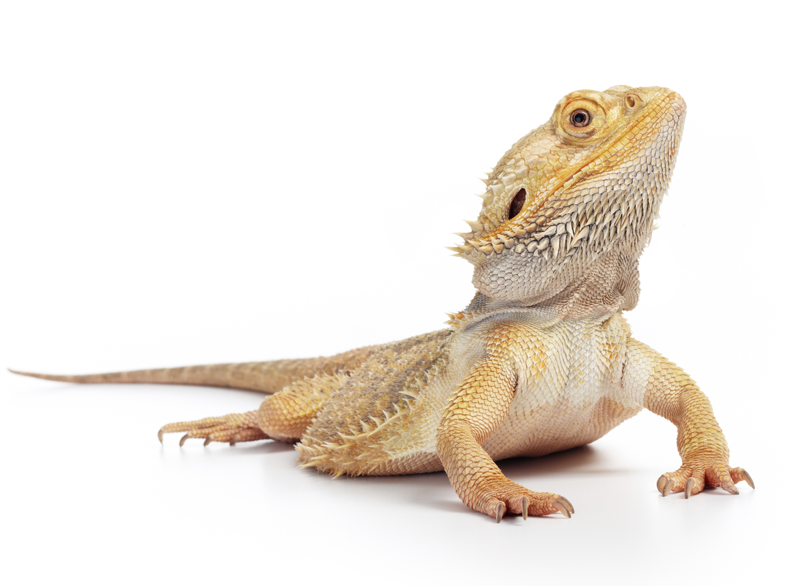 Bearded Dragon Care Sheet