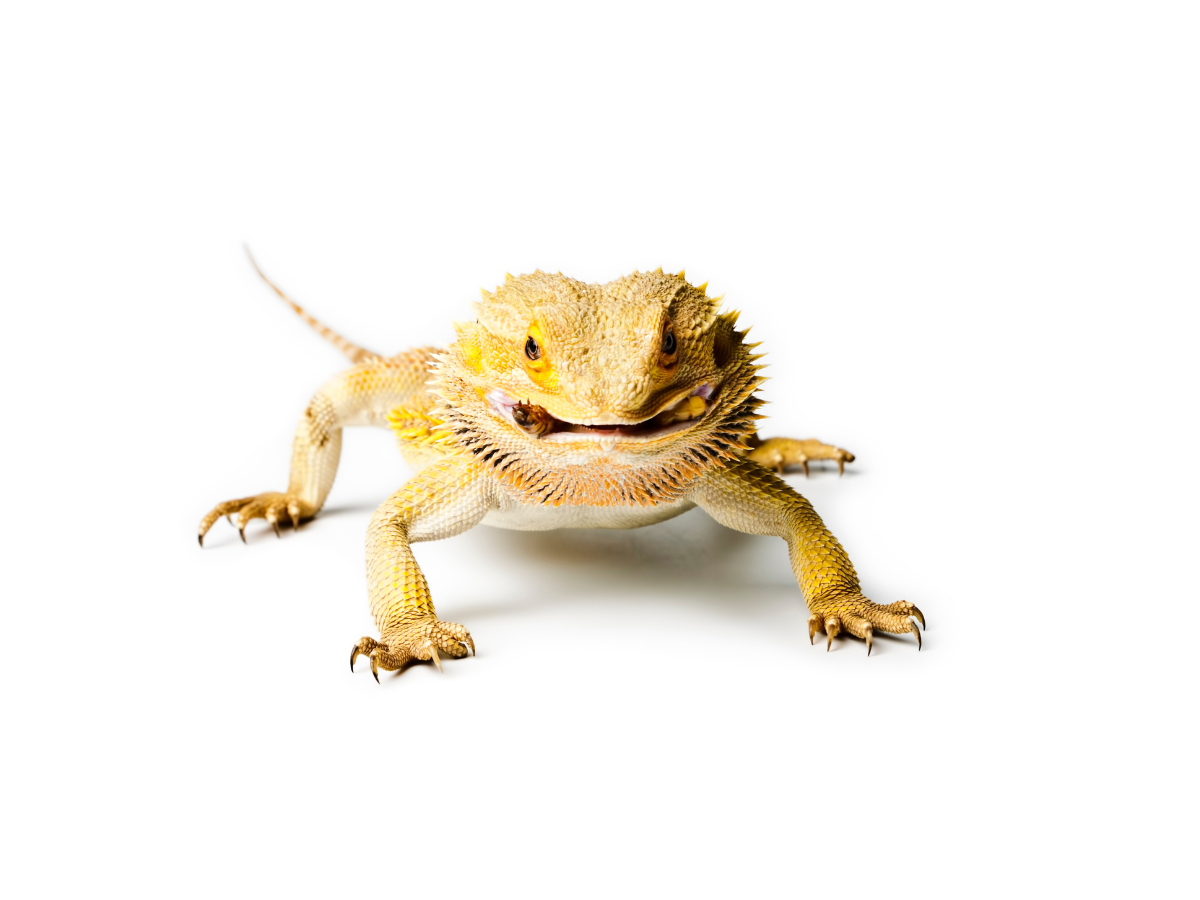 Best Feeders for Fall - Fluker's Cricket Farm - Best Cricket Feeders For Cute Small Animals