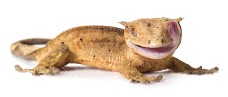 crested-gecko-image-small.png