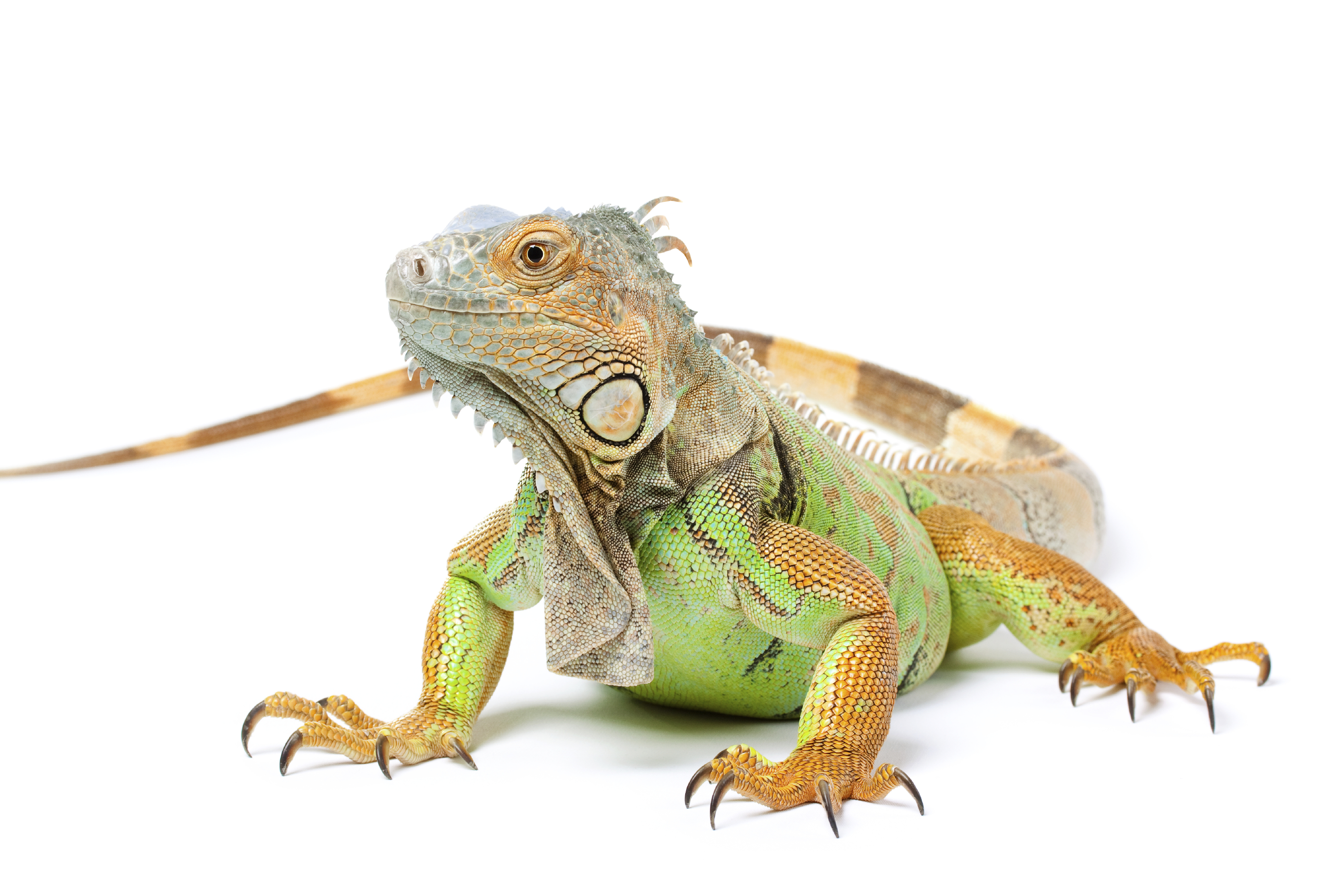 Green iguana care information