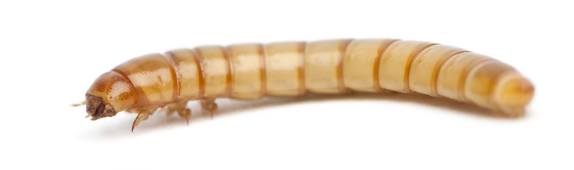 mealworm.jpg