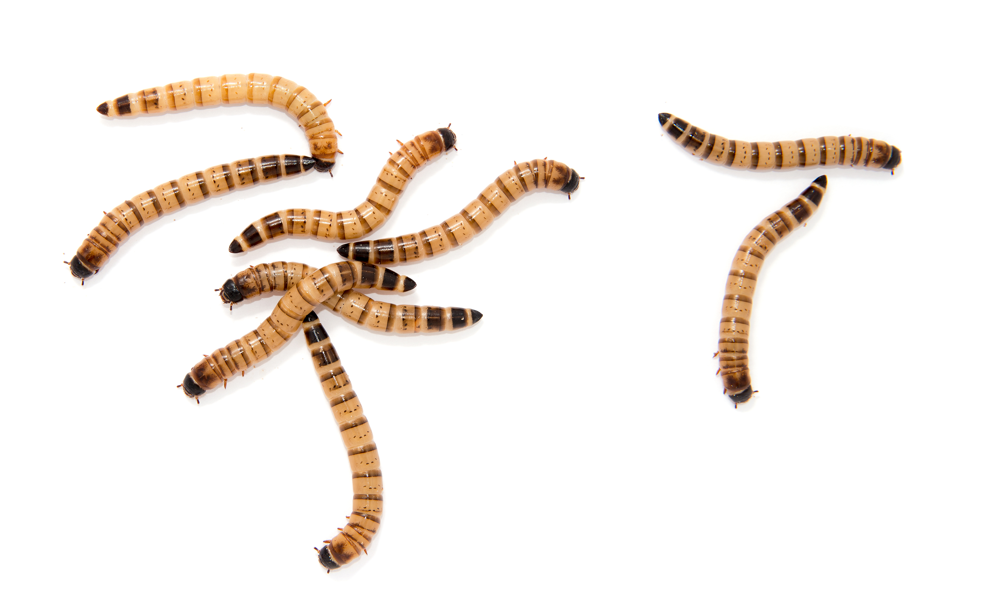 Mealworm vs Superworm - Fluker's Cricket Farm