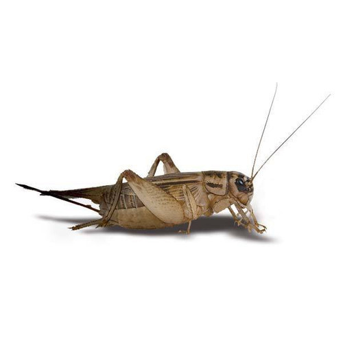 Live Crickets Farm - Delivered to Your Door