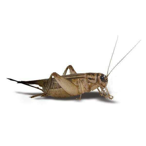 Image of Live Crickets