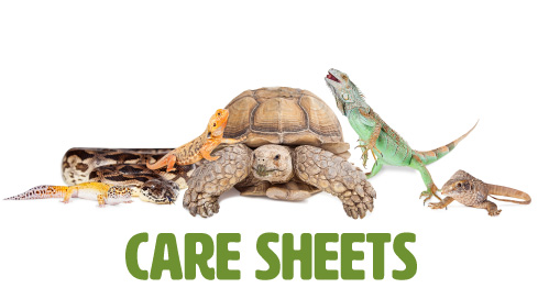 Care Sheets