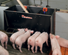 MultiMax
Automatic feeders for use with dry feed
The MultiMax family of dry feeders can be used for pellets, granules or meal and are available in piglet rearing, finishing and wean-to-finish options. The feeders can stand in the pen or they can be installed in the pen partition.

Important Advantages: MultiMax Piglet Rearing
Ad lib dry feeder for weaners from 13 to 66 lbs
2 to 6 feeding spaces arranged on one or each side (maximum 12 feeding spaces)
Made of plastic with a stainless steel edge in the trough area
29″ high
The amount of feed to be fed can be easily adjusted