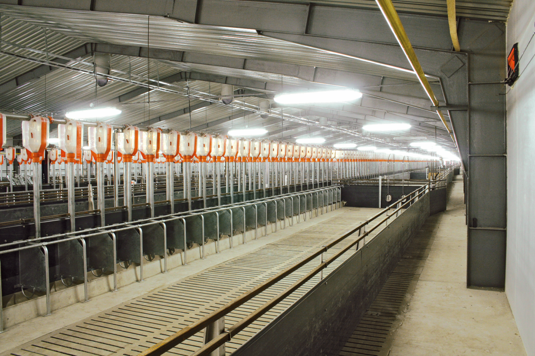 Quarter Stall
Feeding stalls for group sow housing
Supplying the right housing and feeding systems for sows in gestation plays an important role in economic success. Quarter stalls are a simple and economic way to provide group housing and can be easily fit to your farm’s individual requirements.

Important Advantages
All sows eat at the same time
Sows can easily be supervised during feeding times
Sows do not need any training for this system
No aggression during feeding
Feeding space is 45 – 55 cm (17.72 – 21.65 inches) wide
Simple pen arrangement
Cost-effective solution