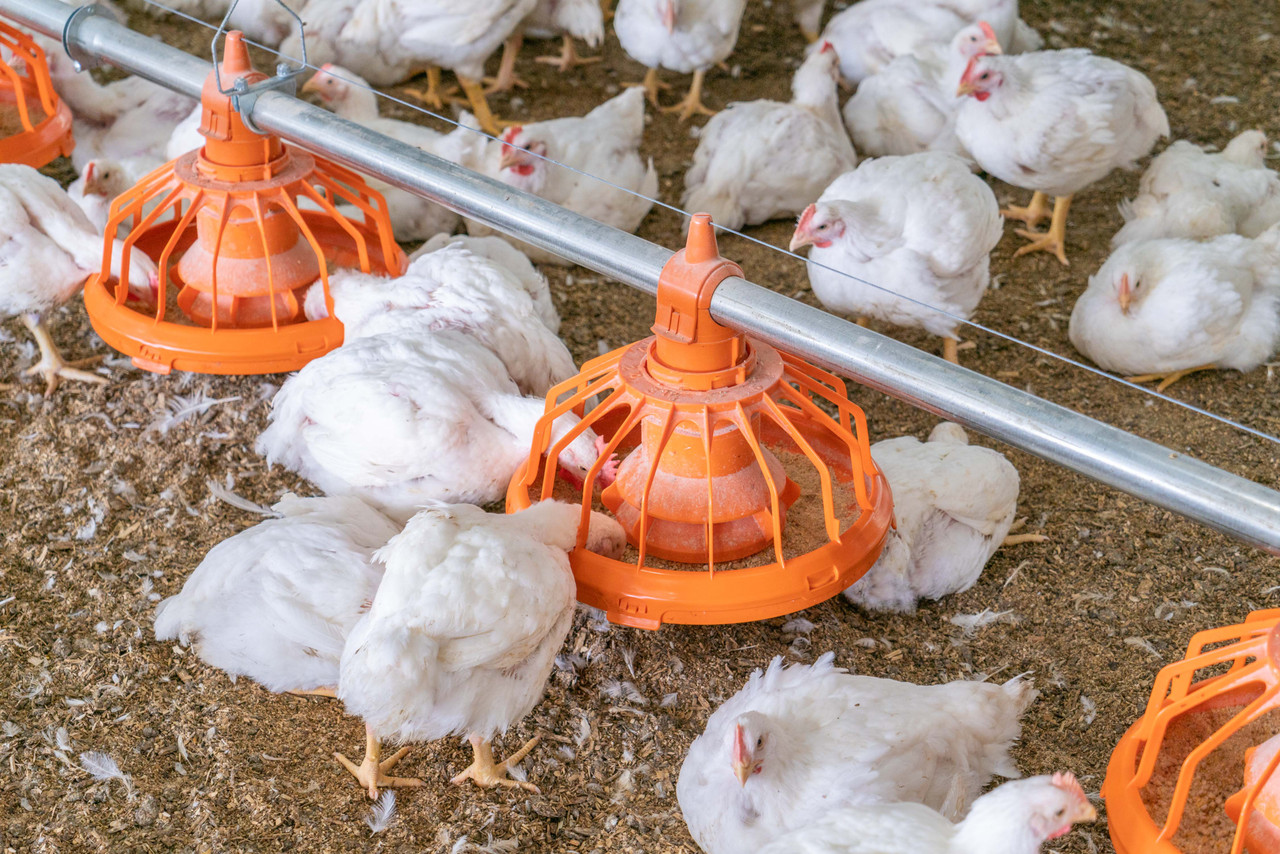 FLUXX Broiler
The broiler pan that set the standards for increased feeding space