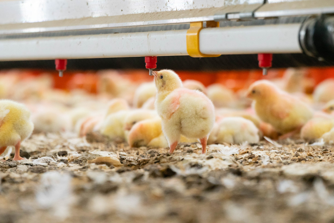 Nipple Drinkers
Hygienic supply of drinking water
A reliable and hygienic source for drinking water, nipple drinker systems have proven themselves in modern egg production. They provide fresh and clean drinking water to your flock which are within easy reach. With various options available, Big Dutchman has the drinking system you need for your individual requirements.