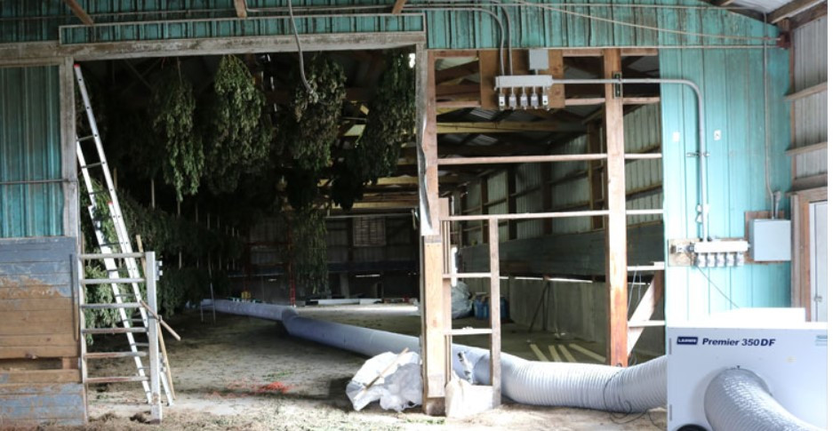 Drying and storing hemp properly is as important as planting and harvesting.