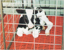 TENDERFOOT CALF FLOORING