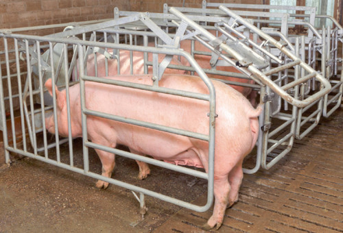 Free Access Stall
For use in insemination and waiting areas
The Free Access Stall developed by Big Dutchman provides animal friendly housing for the sows and optimal working conditions for the farm staff. It can be used in gestation as well as in breeding barns.

When a sow enters the open stall, the door locks behind her and she can eat without being disturbed or simply use the stall as an individual retreat. The stall cannot be opened from the outside by other sows. The sow can release the lock by pushing back against the integrated insemination door and leave the stall at her own will.

Important Advantages
Simple rocking mechanism
Integrated insemination door for easy insemination and pregnancy checking
The open design of the stall provides a good overview for the farm staff
Each stall can be locked or unlocked individually – either in front or back of stall
Optional group locking function
The vertical arrangement of the front bars reduce the danger of sows climbing or turning inside the stall
Rubber noise absorbers for quiet opening and closing of the stall, reducing noise in the barn