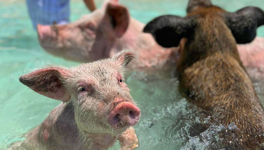  These fun-loving little guys love to swim and play, and we guarantee you’ll have a blast hanging out with them on the sandy beach.