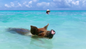 Swim With the Pigs in Nassau - Afternoon Departure