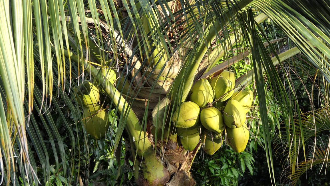 What’s wrong with coconut oil?