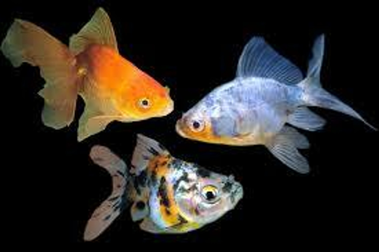 fantail goldfish standard