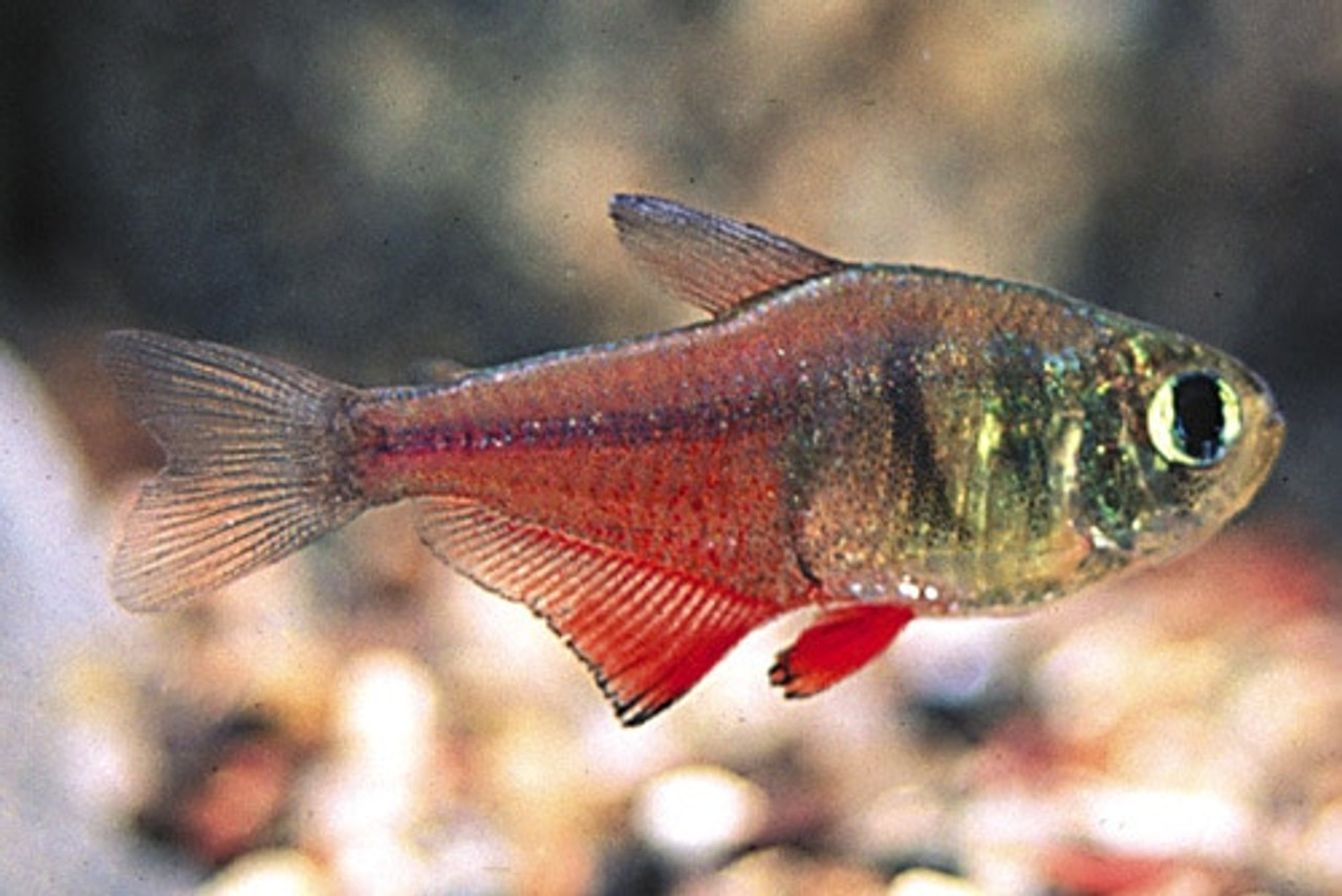 VON RIO FLAME TETRA regular - Bluegrassaquatics.com