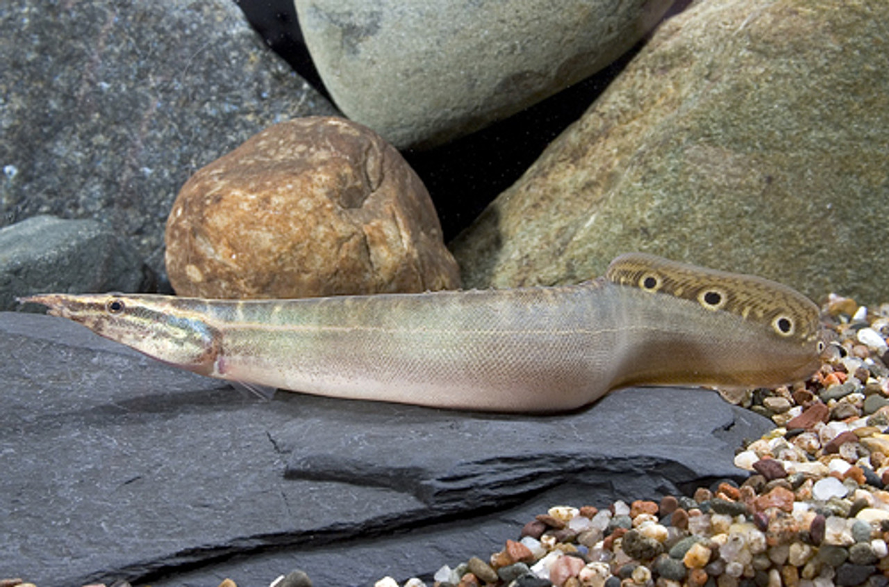 peacock wolf eel