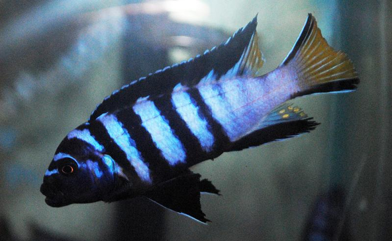 mpanga cichlid