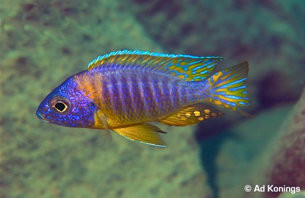 Aulonocara Chizumulu Island (korneliae) 