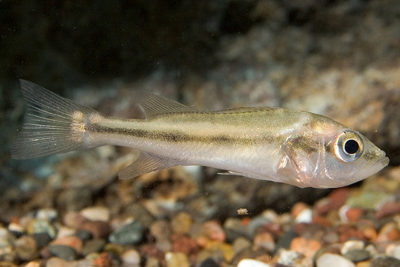 Peacock Bass / Yellow Perch Mini Specialty