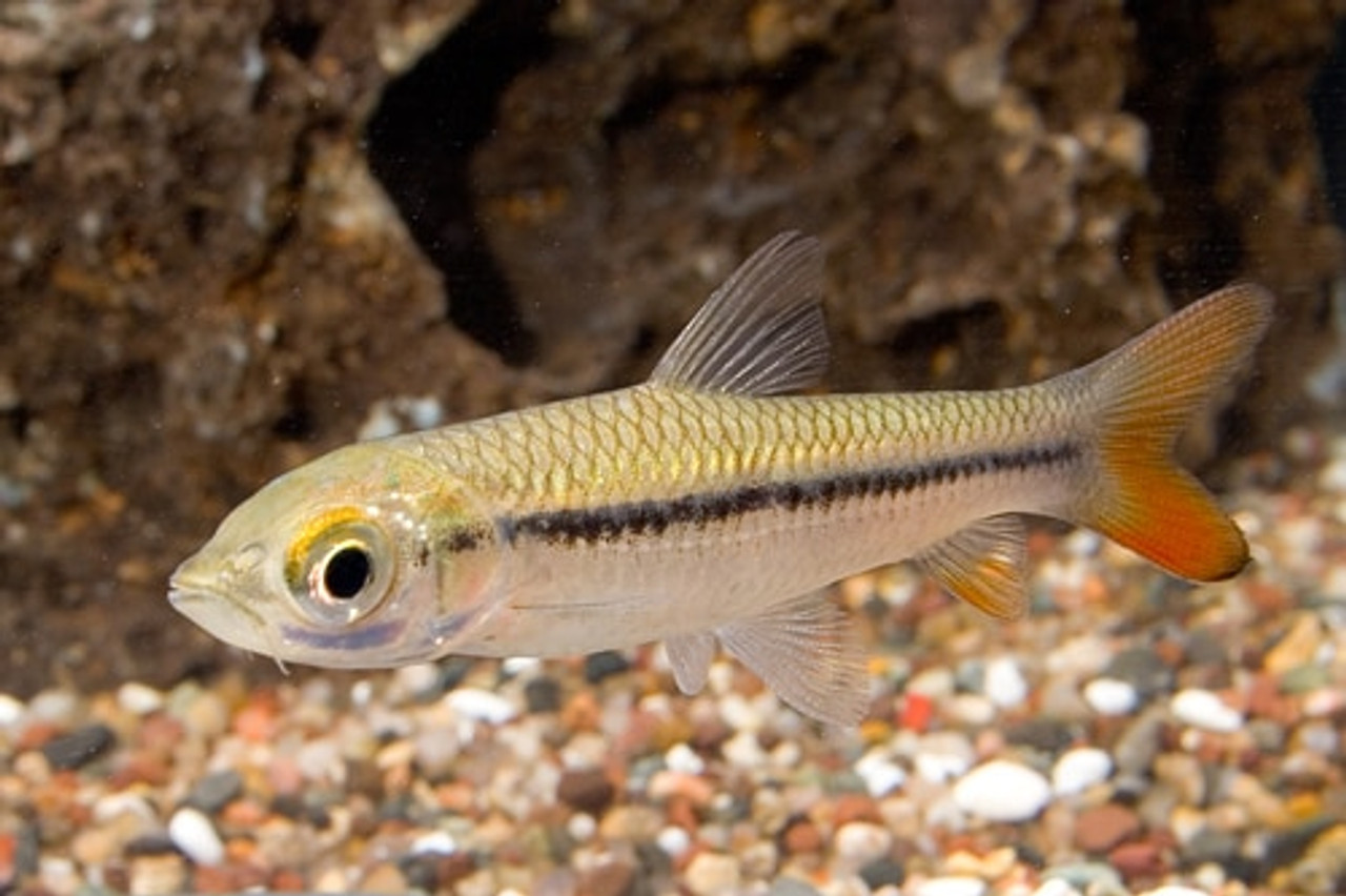 Golden Shark Regular Bluegrassaquatics Com Golden Shark Regular Bluegrassaquatics Com