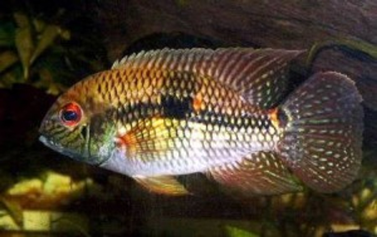 royal acara cichlid