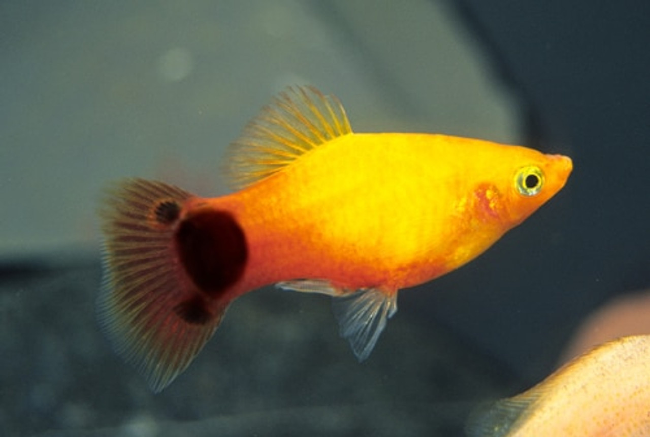 SUNBURST MICKEY MOUSE PLATY regular - Bluegrassaquatics.com