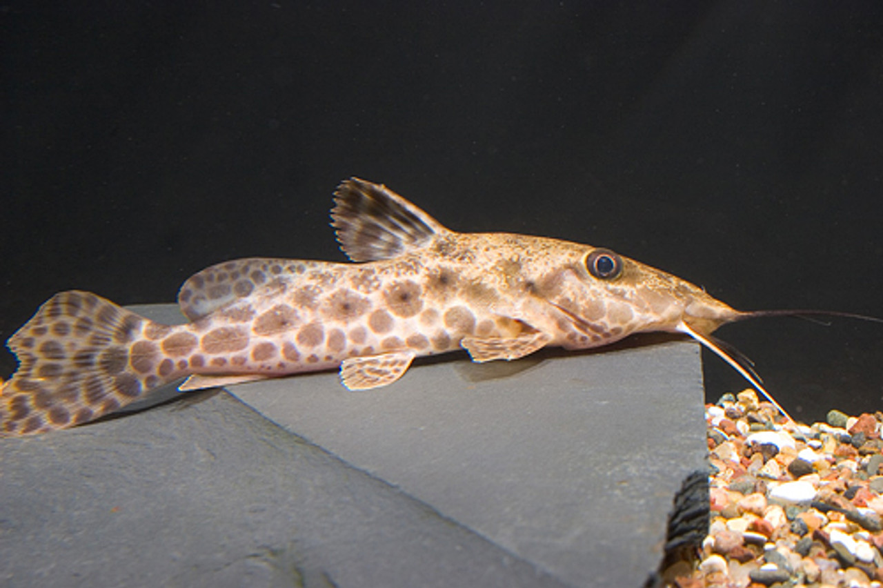 giraffe catfish